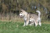 ALASKAN MALAMUTE 105